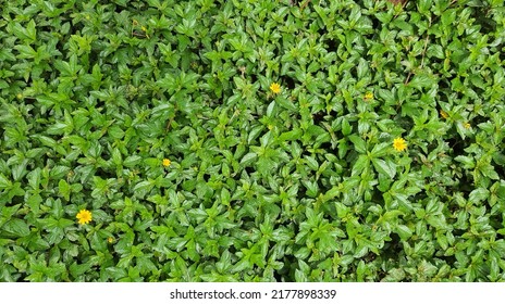 Little Yellow Star Groundcover Background