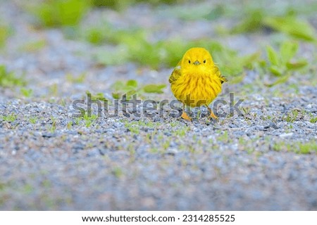 Little Yellow Warbler bird on ground staring into camera