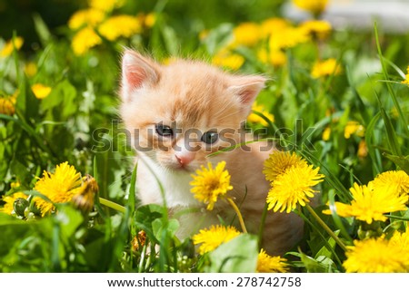 little yellow-orange newborn kitten