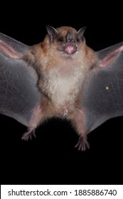  Little Yellow-shouldered Bat (Sturnira Lilium), A Frugivore Bat From The Americas