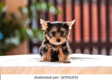 baby yorkie teacup