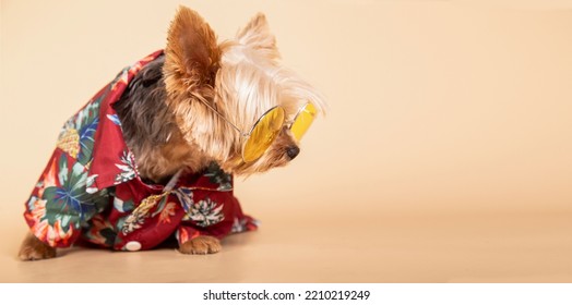 Little Yorkshire Terrier Female Dog Wearing Sunglasses And A Hawaiian Shirt Sitting On A Yellow Background With Space For Text