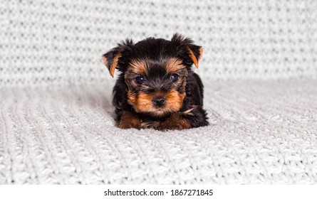 A Little Yorkshire Terrier Puppy 