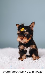 Little Yorkshire Terrier Puppy On A Blue Background Looks Away. Yorkshire Terrier With Hair Clip Yellow Flower. Vertical Portrait Of A Dog