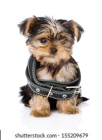 Little Yorkshire Terrier  Puppy Wearing Dog Collar That Is Too Big. Isolated On White Background