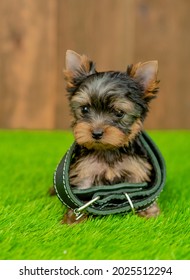 Little Yorkshire Terrier  Puppy Wearing Dog Collar That Is Too Big Sits On Green Summer Grass