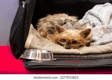 Little Yorkshire Terrier sleeping in his traveling pocket bed - Shutterstock ID 2277015823