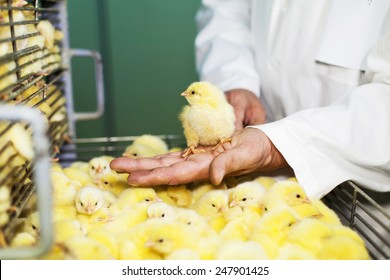 Little young chicken on the human hand, Chicken incubator, unrecognizable person.Shallow doff
