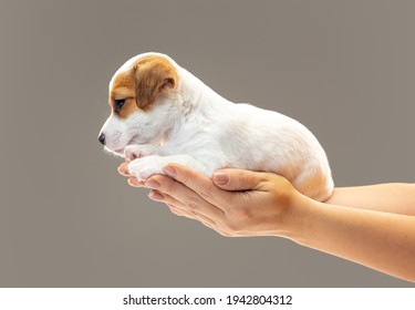 Little Young Dog Posing Cheerful. Cute Playful Brown White Doggy Or Pet Playing On Studio Background. Concept Of Motion, Action, Movement, Pets Love. Looks Delighted, Funny. Copyspace For Ad.