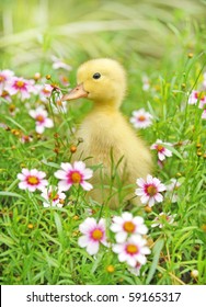 Download Cute Baby Duck High Res Stock Images Shutterstock