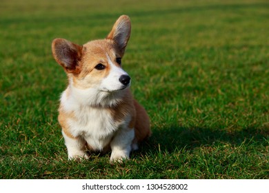 Little Young Puppy Breed Welsh Corgi Stock Photo (Edit Now) 1298084416