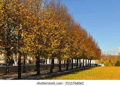 Little-leaf Linden Alley In Franklin D. Roosevelt Four Freedoms Park. New York City