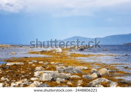 Littoral of the White Sea at low tide on summer
