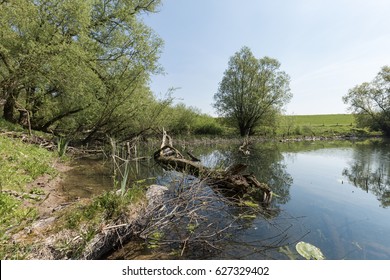 Littoral Zone Of Small Clear Lake At Millingerwaard Netherlands