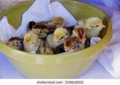 Litttle Quail Chicks In A Yellow Bowl