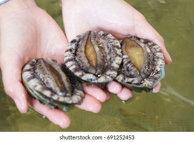 Live Abalone shell 