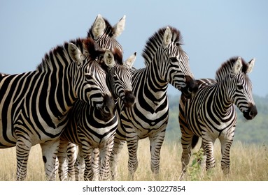 68 Zeal Of Zebras Images, Stock Photos & Vectors | Shutterstock