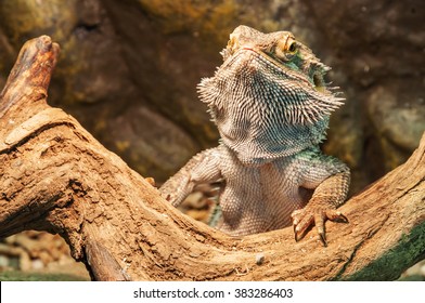 live agama lizard (bearded dragon) - Powered by Shutterstock