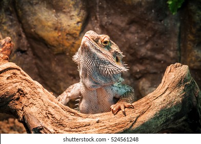 live agama lizard (bearded dragon)
