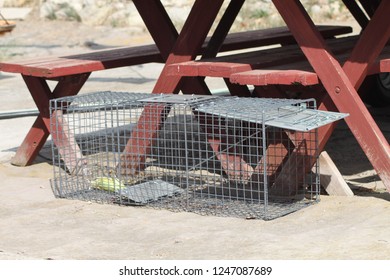 Live Animal Trap Baited With An Ear Of Corn Sitting Next To A Picnic Table