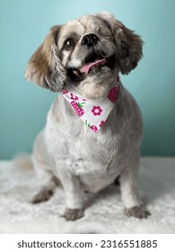 
I live for the ap-paws