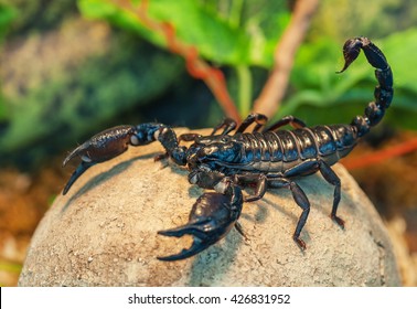 live black scorpion (Emperor Scorpion)