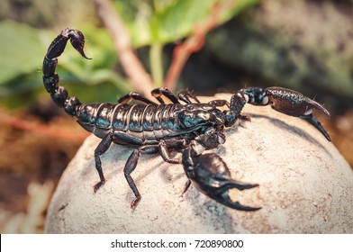 live black scorpion (Emperor Scorpion)