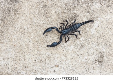 live black scorpion (Emperor Scorpion)