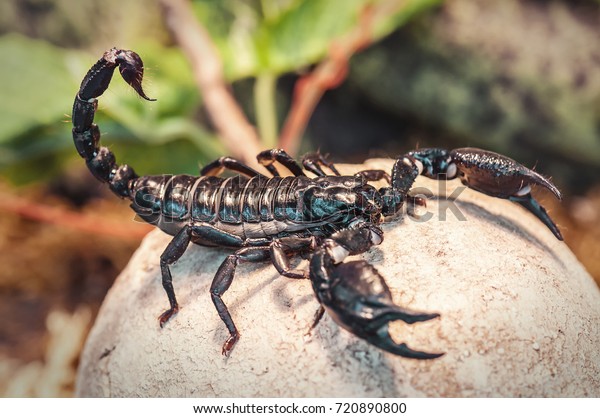live black scorpion\
(Emperor Scorpion)