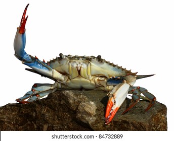 live blue crab in a fight pose on the rock