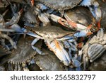 Live Blue Crab. The blue crab is a highly sought-after shellfish. Blue crabs live up and down the Atlantic Coast and in the Gulf of Mexico and are caught by both commercial and recreational fishermen.