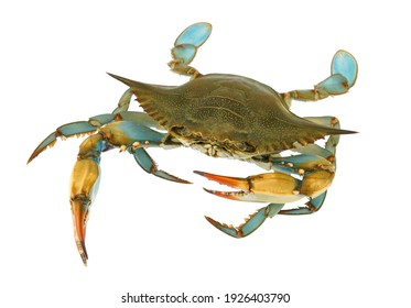 live blue crab isolated on white background           