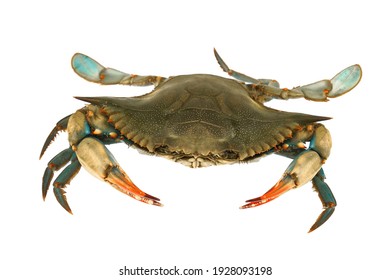 live blue crab isolated on white background      