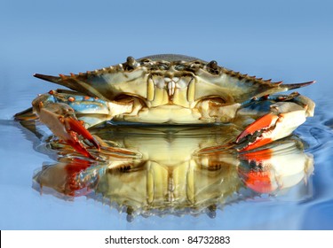 live blue crab on blue background