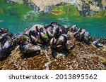 Live blue mussels underwater on a rock in the ocean, Atlantic, Spain, Galicia