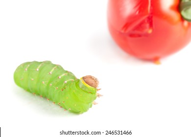 Live Bright Green Tomato Worm Looking At A Tomato It Wants To Eat.  On White Background, Closeup.  Also Devours Tobacco Leaves And Plants.  From Five Spotted Hawk Moth.  Short Depth Of Field Macro