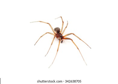 Live Brown Spider On White Background