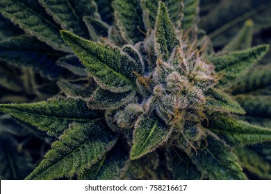 Live cannabis plant macro bud shot.