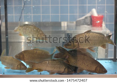 Live carp fish in aquarium in store for sale