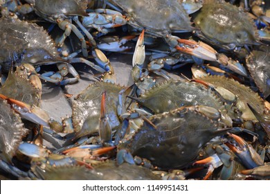 Live Chesapeake Bay Blue Crabs At A Fish Market In Washington, DC