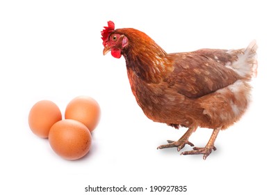 Live Chicken Bird Redhead Looks At Three Eggs Isolated On White Background