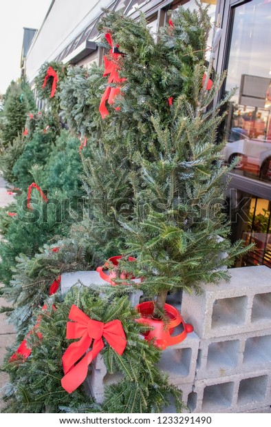 Live Christmas trees and wreaths and\
garlands with red bows for sale outside a store with street and\
cars reflected in window - selective\
focus