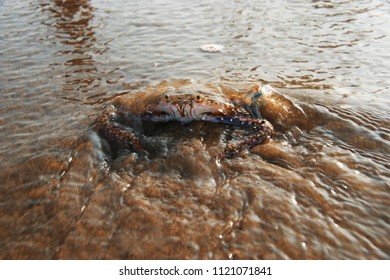 live crab, floating blue crab - Shutterstock ID 1121071841