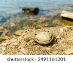 Live crab sitting on a flat stone on the beach. A small crab sits on a sandy shore against the backdrop of the sea.