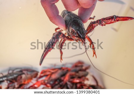 Live crawdad with pinchers stretched out held up by hand above blurred crayfish below - selective focus