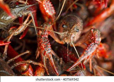 Live Crawfish