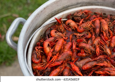 Live Crawfish