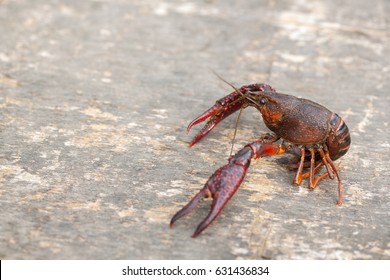 Live Crawfish