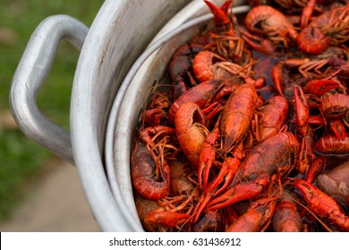 Live Crawfish