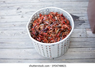 Live Crawfish To Be Cooked